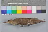 藏品(磯鷸)的圖片